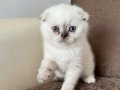 Birbirinden tatlı silver point yavrular
