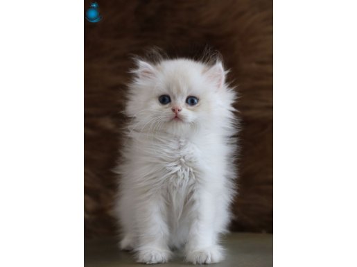 Sağlıklı Ve Karakterli Longhair İngiliz Kedileri