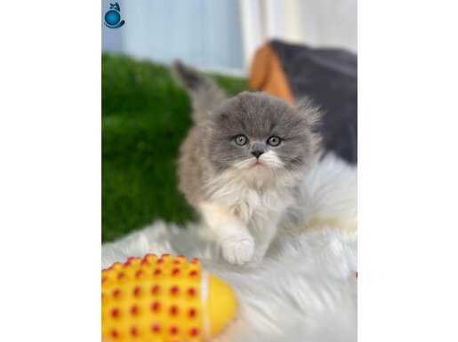 ETKİLEYİCİ GÜZELLİKTEKİ YAVRULARIM BİCOLAR 