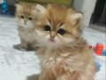 SHOW KALİTE GOLDEN NY KODLU BEBEKLER 