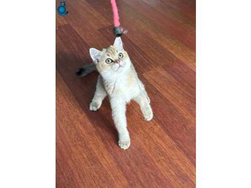 Secereli golden dişi ny25 