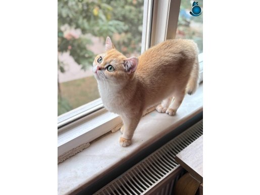 British ny12 dişi secereli 