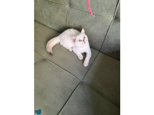 Secereli British golden Point dişi 