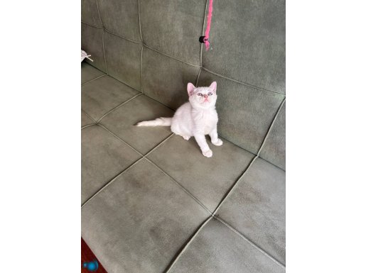 British golden Point erkek secereli 