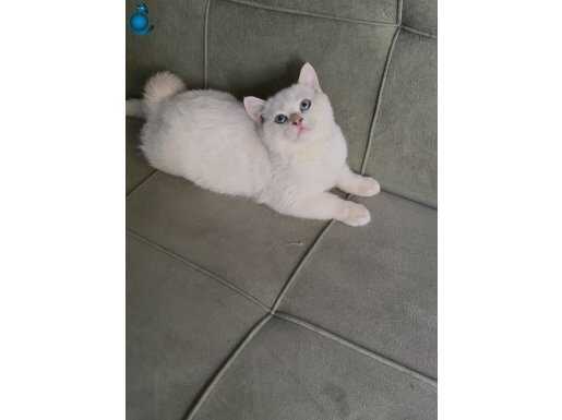 Bri ny1233 golden Point erkek 