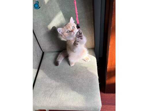 Britisih ny11 golden erkek 