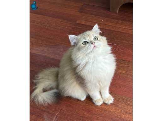 Blh ny12 golden dişi secereli 