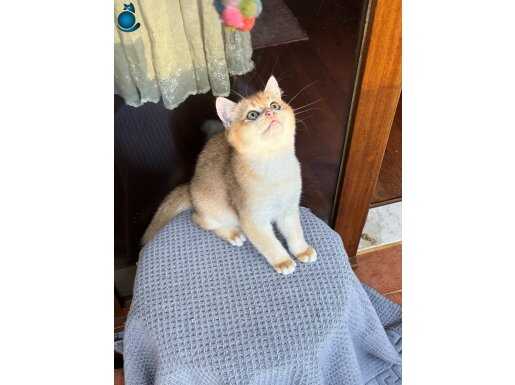 British Ny12 Golden erkek 