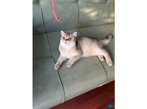 British ny25 dişi secereli 