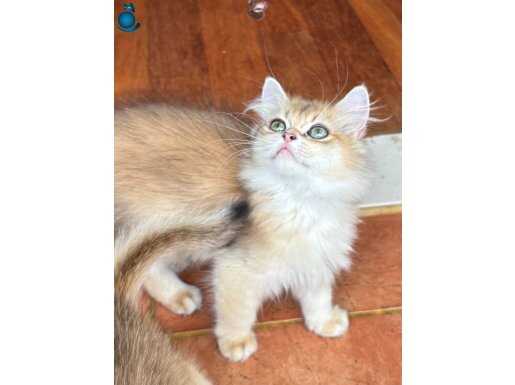 Blh ny12 golden erkek secereli 