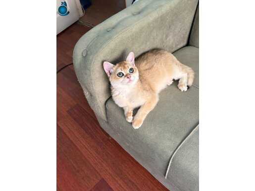 Bri ny12 golden dişi secereli 