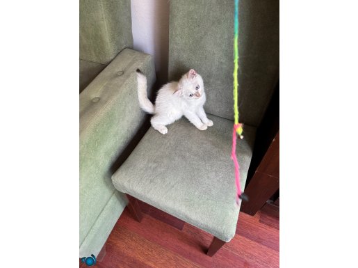 Golden Point erkek (Ücretsiz)