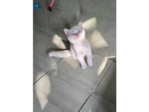 British golden Point dişi secereli 