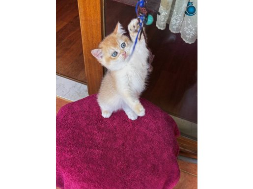 Safkan British ny12 erkek golden 