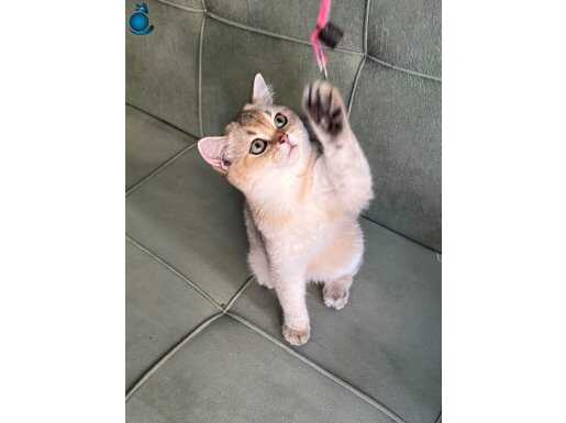 British ny25 golden dişi 