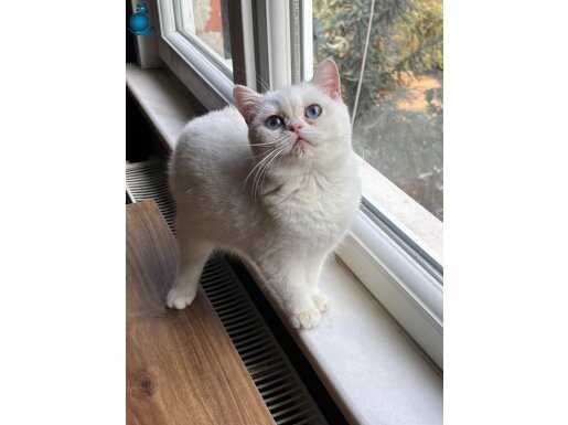 By1233 dişi golden Point 