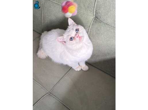 By1233 dişi golden Point 