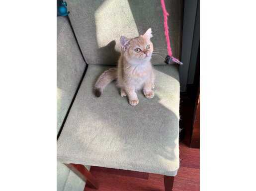 British ny11 golden erkek 