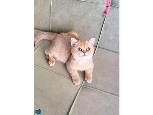 British ny11 erkek secereli 