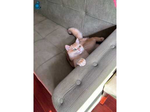 Britisih ny12 golden erkek aktif 