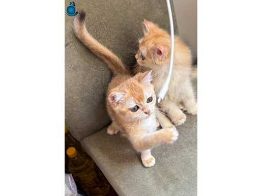 Bri ny12 dişi golden 