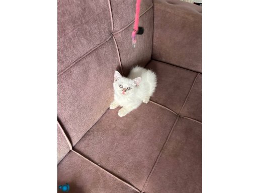 British golden Point dişi secereli 