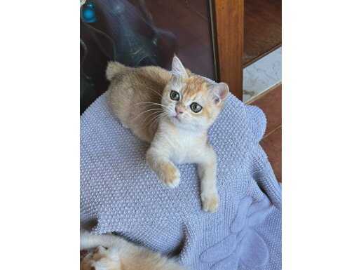 Bri ny12 dişi golden 