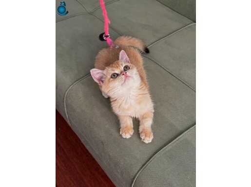 British golden By12 dişi secereli 