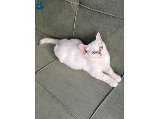 British by1233 golden Point erkek 