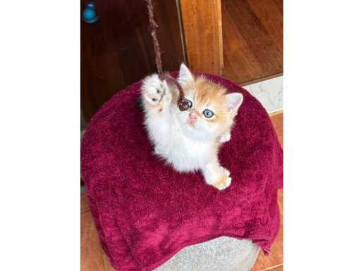 British Ny12 erkek golden secereli 