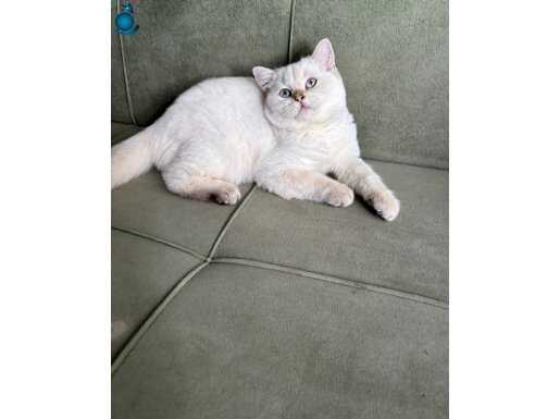 By1133 golden Point dişi 