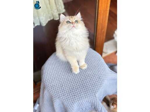 Blh Ny12 golden erkek secereli 