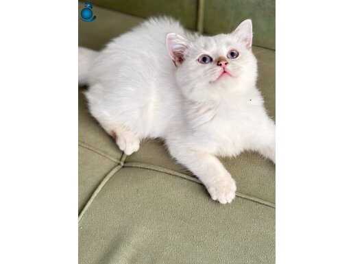 British golden Point dişi 