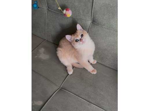 British ny12 golden erkek 