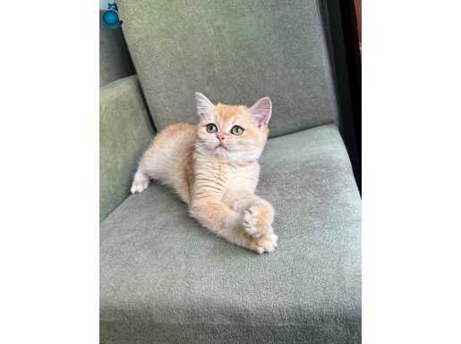 British By12 golden dişi secereli 