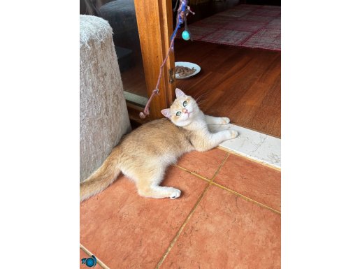 British Ny12 golden erkek 