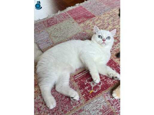 By1233 golden secereli erkrek 