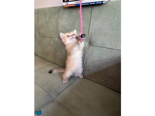 British ny11 golden erkek secereli 