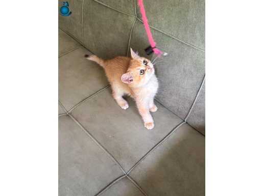 British By12 dişi full secereli 