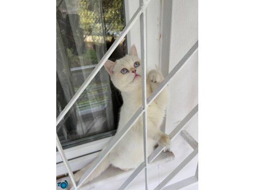 Bri Cy1233 secereli aktif golden Point erkek 