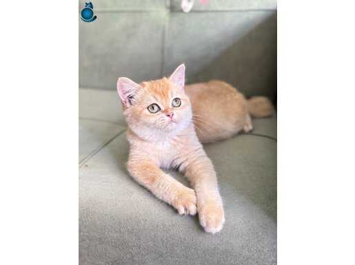 Britlsih By12 dişi full secereli 