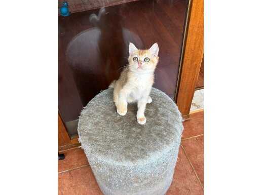 British ny12 golden dişi