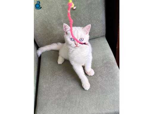 Bri Cy1233 golden erkek secereli 