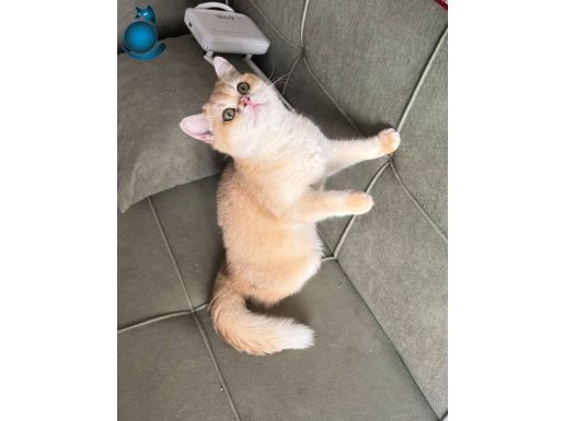 Britisih secereli ny12 dişi 