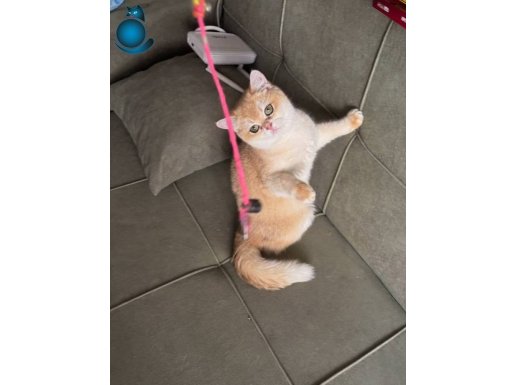 British Ny12 dişi 1 yaşında secereli