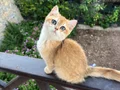 Bri ny12 golden erkek 