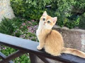 Bri ny12 golden erkek 