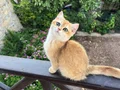 Bri ny12 golden erkek 