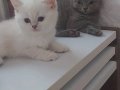 Muhtesem Scr lı soy Yavrular