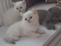 Muhtesem Scr lı soy Yavrular